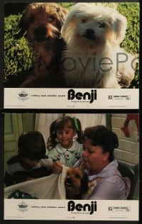 3k057 BENJI 8 LCs 1974 Joe Camp, classic dog movie, wonderful images!