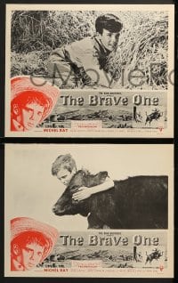 3k071 BRAVE ONE 8 LCs 1956 Irving Rapper directed western, written by Dalton Trumbo!