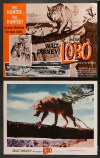 3k577 LEGEND OF LOBO 5 LCs R1972 Walt Disney, King of the Wolfpack, cool artwork of wolf being hunted!