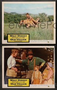 3k737 OLD YELLER 3 LCs 1957 Dorothy McGuire, Fess Parker, Tommy Kirk, Disney's most classic canine!