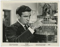 4d179 BIRDS  8x10 still 1963 Rod Taylor sticking his finger in bird cage, Alfred Hitchcock classic!