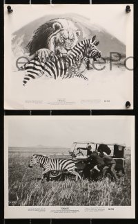 4m300 SERENGETI 20 8x10 stills 1960 savage Africa in the raw, natives & animals!