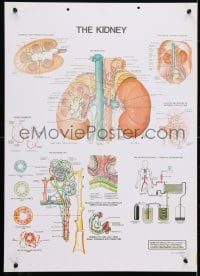 4r338 KIDNEY 20x28 Ethiopian special poster 1983 anatomical art of the human organs by Beck!