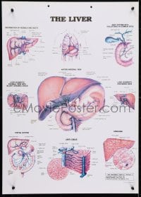 4r361 LIVER 20x28 Ethiopian special poster 1984 human hepatic system by Lena Lyons!