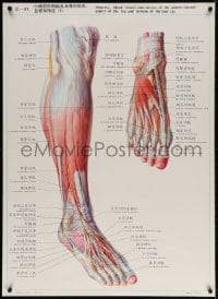 4r387 MUSCLES BLOOD VESSELS & NERVES 30x42 Chinese special poster 1960s cool images of the foot!