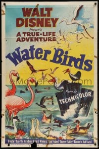 4t959 WATER BIRDS 1sh 1952 Walt Disney True Life Adventure, Pelicans & other avians!