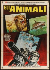 4w301 ANIMALS Italian 1p 1964 great Rodolfo Gasparri art of man with camera filming wildlife!