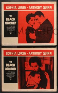 6c081 BLACK ORCHID 8 LCs 1959 images of sexy Sophia Loren, a story of love directed by Martin Ritt!