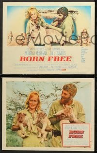 6c091 BORN FREE 8 LCs 1966 great images of Virginia McKenna & Bill Travers with Elsa the lioness!