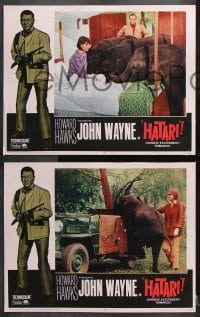 6c678 HATARI 6 LCs R1967 Howard Hawks, John Wayne in Africa, Elsa Martinelli w/ elephants and leopard
