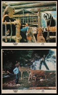 6d098 ADVENTURES OF THE WILDERNESS FAMILY 2 color English FOH LCs 1977 cool bear, cougar!