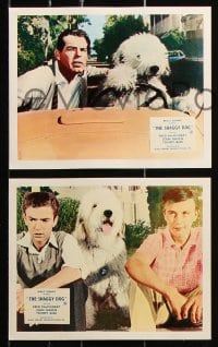 6d068 SHAGGY DOG 8 color English FOH LCs 1961 Disney, MacMurray, funniest sheep dog story ever told