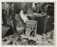 6h775 RIN TIN TIN III 8.25x10 still 1940s close up doing a commercial for Gro-Pup dog food!