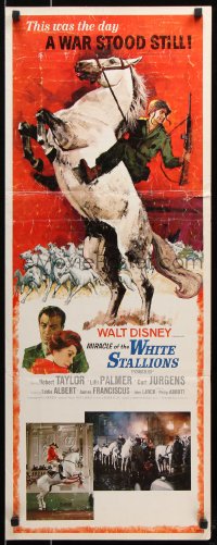 7w852 MIRACLE OF THE WHITE STALLIONS insert 1963 Disney, Lipizzaner stallions art, Robert Taylor!