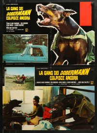 7y780 DARING DOBERMANS group of 8 Italian 18x26 pbustas 1974 Considine, killer Doberman Pinschers!