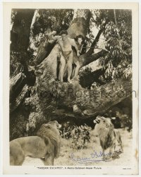 8p578 MAUREEN O'SULLIVAN signed 8x10.25 still 1936 w/ Johnny Weissmuller & lions in Tarzan Escapes!