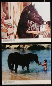 8w039 BLACK STALLION 8 8x10 mini LCs 1979 Kelly Reno, Mickey Rooney, great horse images!