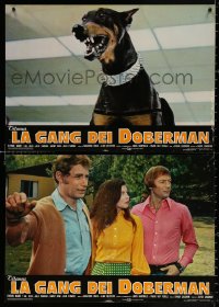 9b957 DOBERMAN GANG group of 12 Italian 18x26 pbustas 1973 cool images of canine bank robbery!
