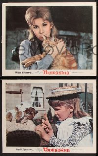 9g487 THREE LIVES OF THOMASINA 7 LCs 1964 Walt Disney, 1 w/cool image of cat with Hampshire!