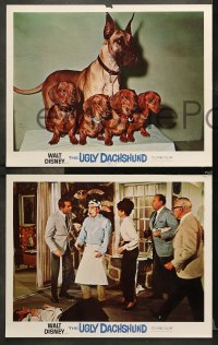 9g492 UGLY DACHSHUND 7 LCs 1966 Walt Disney, Dean Jones & Suzanne Pleshette + cute dogs!