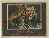 9k237 ANIMAL WORLD LC #6 1956 Irwin Allen, wonderful close up of tiger showing its fangs!