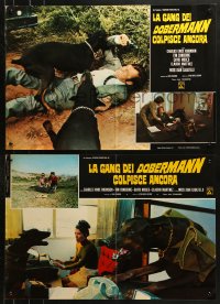 1b449 DARING DOBERMANS group of 8 Italian 18x26 pbustas 1974 Considine, killer Doberman Pinschers!