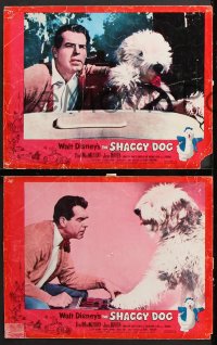 1w481 SHAGGY DOG 6 LCs 1959 Disney, Fred MacMurray in the funniest sheep dog story ever told!