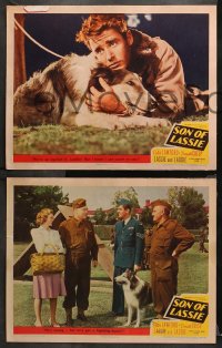 1w541 SON OF LASSIE 5 LCs 1945 Peter Lawford, June Lockhart, canine star Lassie & her puppy!