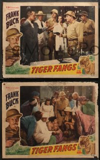 1w489 TIGER FANGS 6 LCs 1943 Frank Buck, June Duprez, Duncan Renaldo, cool border art of tiger!
