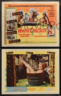 1w383 WHITE ORCHID 8 LCs 1954 William Lundigan, Peggie Castle, wild Aztec jungle images!