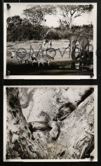 1x334 AFRICAN ELEPHANT 13 8x10 stills 1971 get to know the jungle before they pave it!