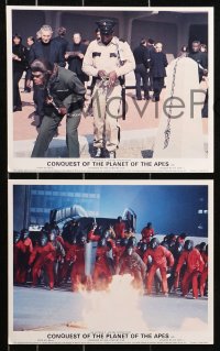 1x120 CONQUEST OF THE PLANET OF THE APES 8 color English FOH LCs 1972 McDowall, apes are revolting!