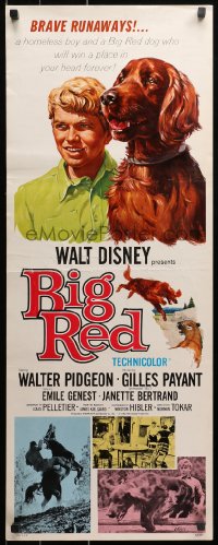 1y032 BIG RED insert 1962 Disney, Walter Pigeon, cool artwork of Irish Setter dog!