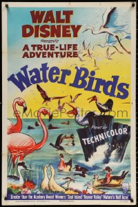 2j968 WATER BIRDS 1sh 1952 Walt Disney True Life Adventure, Pelicans & other avians!
