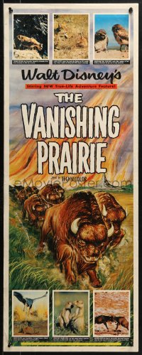 2p588 VANISHING PRAIRIE insert 1954 a Walt Disney True-Life Adventure, art of stampeding buffalo!