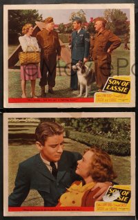3g0575 SON OF LASSIE 4 LCs 1945 Peter Lawford, June Lockhart, canine star Lassie & her puppy!