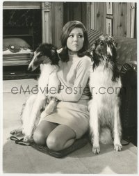 3z0050 AVENGERS deluxe English 7.25x9.5 still 1967 c/u of Diana Rigg as Emma Peel w/two Borzois dogs!