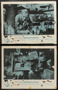 5t0054 BIRDMAN OF ALCATRAZ 8 LCs 1962 Burt Lancaster in John Frankenheimer's prison classic!