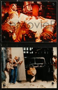 5x0060 ROAR 18 color Dutch 8x10.75 stills 1982 Tippi Hedren & Melanie Griffith, different!