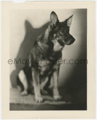 5z0255 RIN-TIN-TIN 11.25x14 still 1920s close up of the dog who saved Warner Bros. by Elmer Fryer!