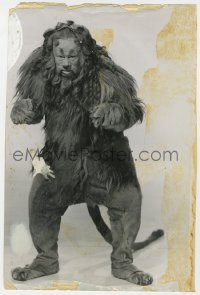 5z0332 WIZARD OF OZ 7.75x11.5 still 1939 best portrait of Bert Lahr as The Cowardly Lion!