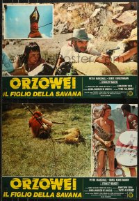 6b0853 ORZOWEI IL FIGLIO DELLA SAVANA group of 8 Italian 19x27 pbustas 1976 Tarzan-like hero!