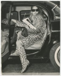 6c1547 URSULA ANDRESS 8x10 news photo 1966 sitting in car with sunglasses & cheetah skin outfit!