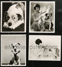 6d0763 LOT OF 4 8X10 REPRO PHOTOS OF OUR GANG'S PETE THE PUP 1980s the adorable canine star!
