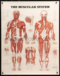 6f0345 MUSCULAR SYSTEM 20x26 special poster 1986 Peter Bachin art of the body!