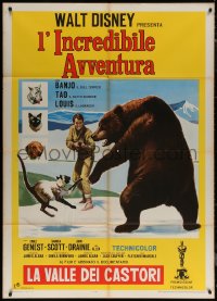 7c0187 INCREDIBLE JOURNEY/BEAVER VALLEY Italian 1p 1966 Disney double-bill, cool art, rare!
