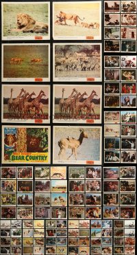 7f0249 LOT OF 145 LOBBY CARDS FROM WALT DISNEY LIVE ACTION MOVIES 1950s-1980s mostly incomplete!