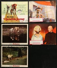 7f0286 LOT OF 5 LOBBY CARDS 1960s The Incredible Journey & Kiss The Girls and Make Them Die!