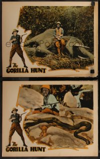 7k0993 GORILLA HUNT 2 LCs 1926 hunter Ben Burbridge with African elephant and huge snake, ultra rare!