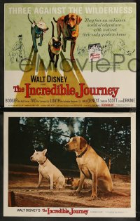 8g0561 INCREDIBLE JOURNEY 9 LCs 1963 Disney, Bull Terrier, Siamese cat & Labrador Retriever!